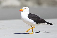 Pacific Gull